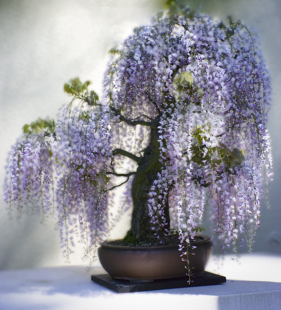 wisteria bonsai tree